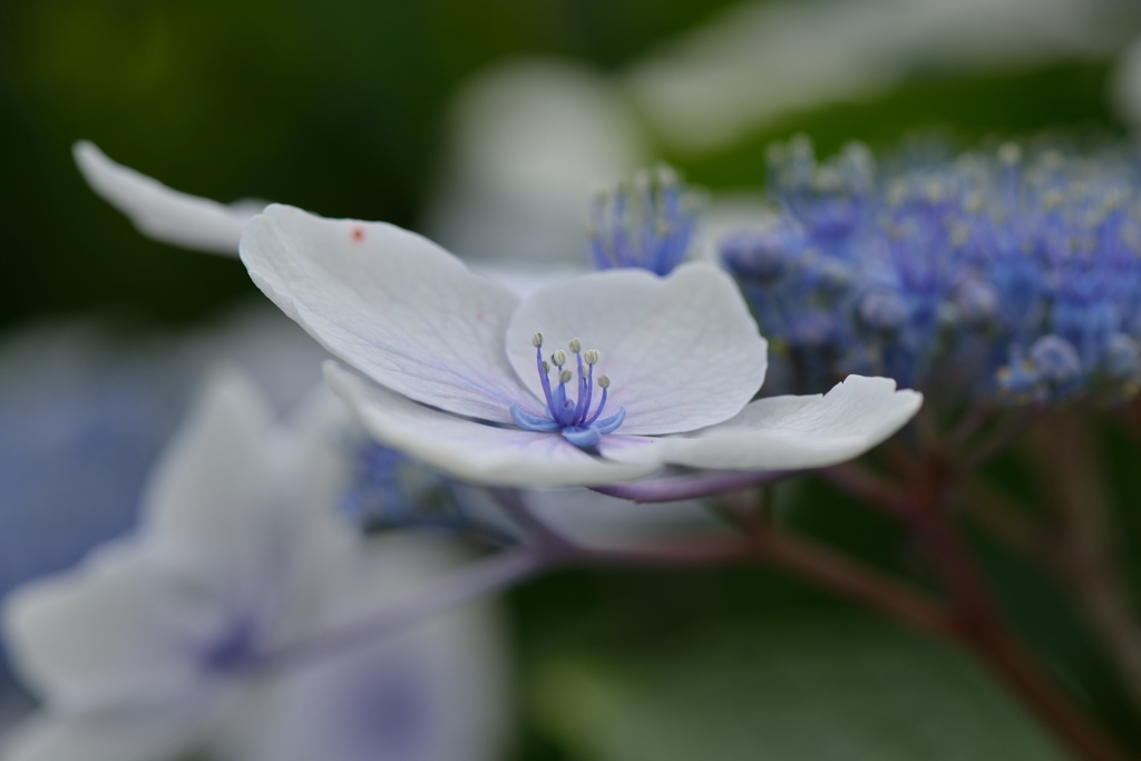 紫陽花・蕊