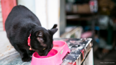 猫