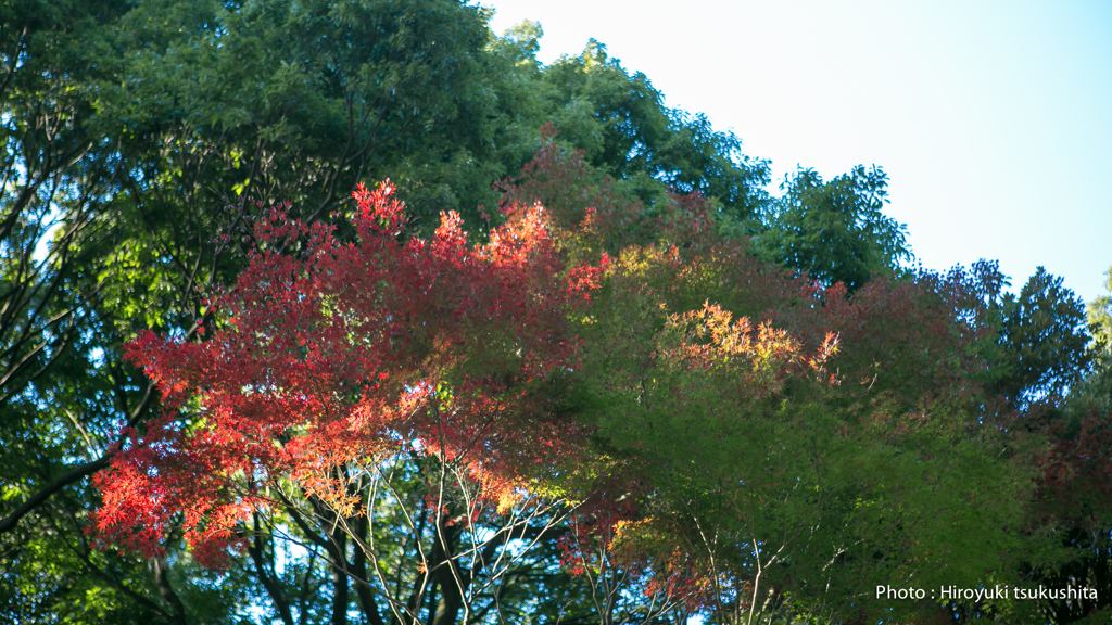 autumn1