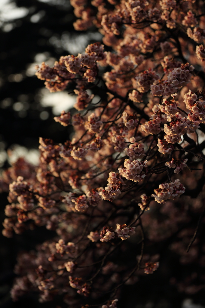 in casual Photos Ⅳ