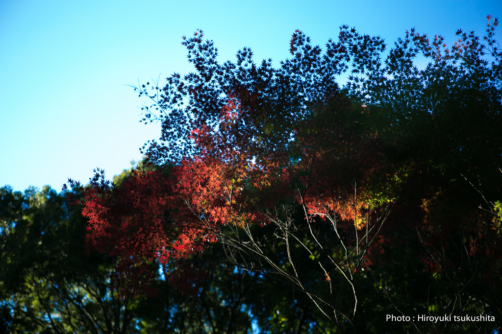 autumn