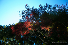autumn