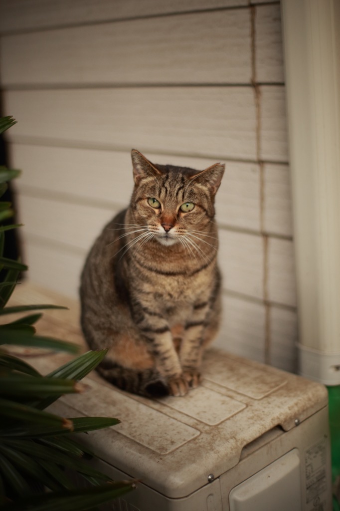 のら猫