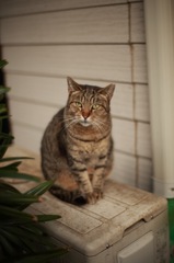 のら猫