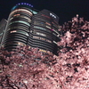 sakura