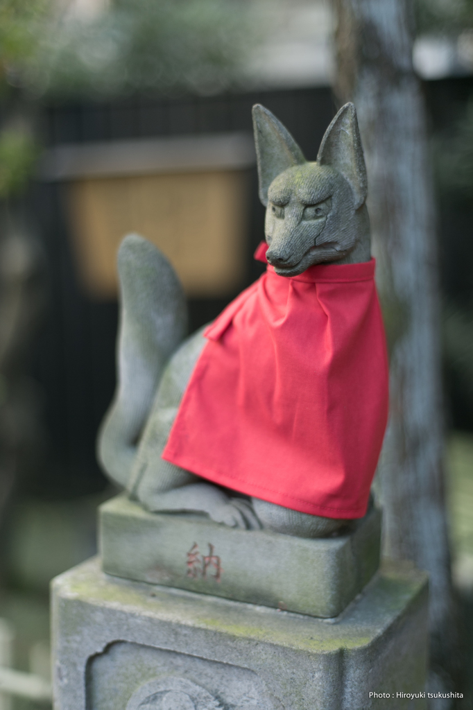 狐