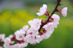 春の花