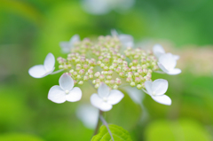 山紫陽花