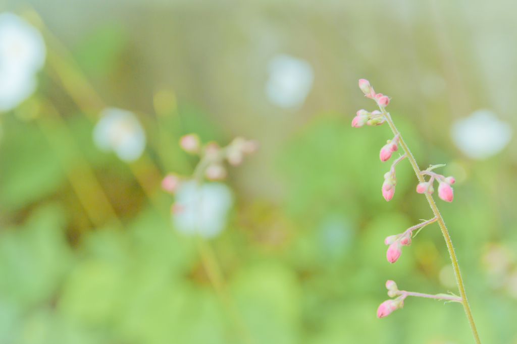 ツボサンゴの蕾