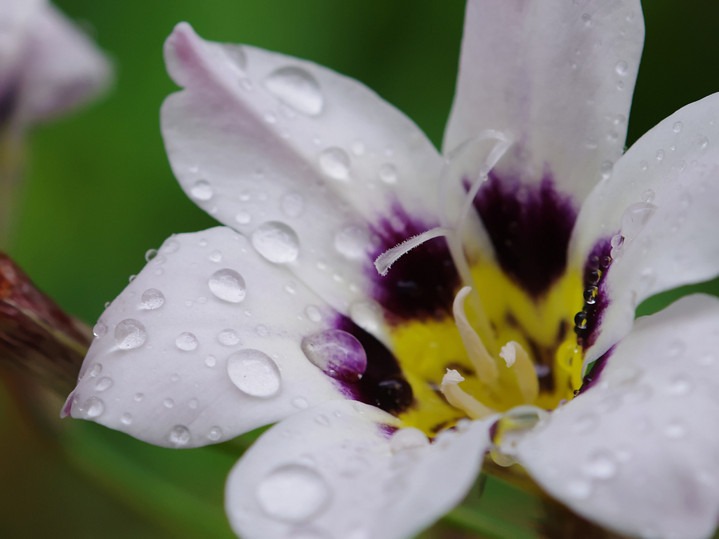雨粒