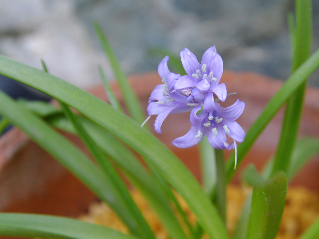 庭の花