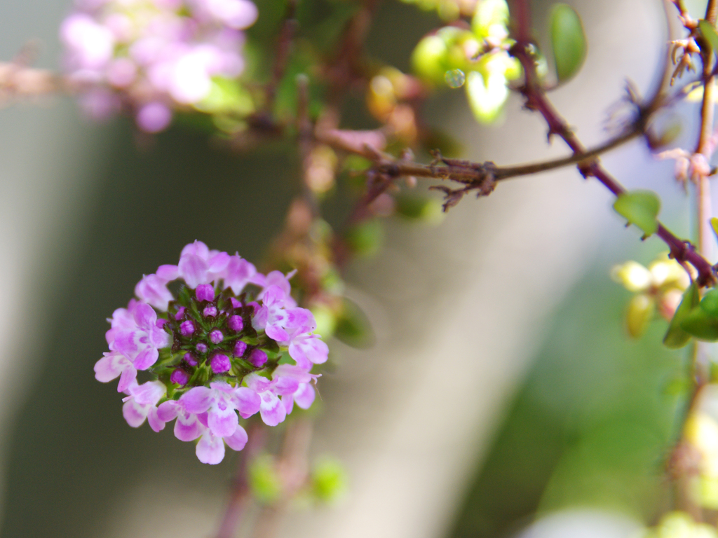 庭の花