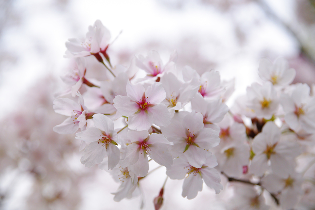 SAKURA