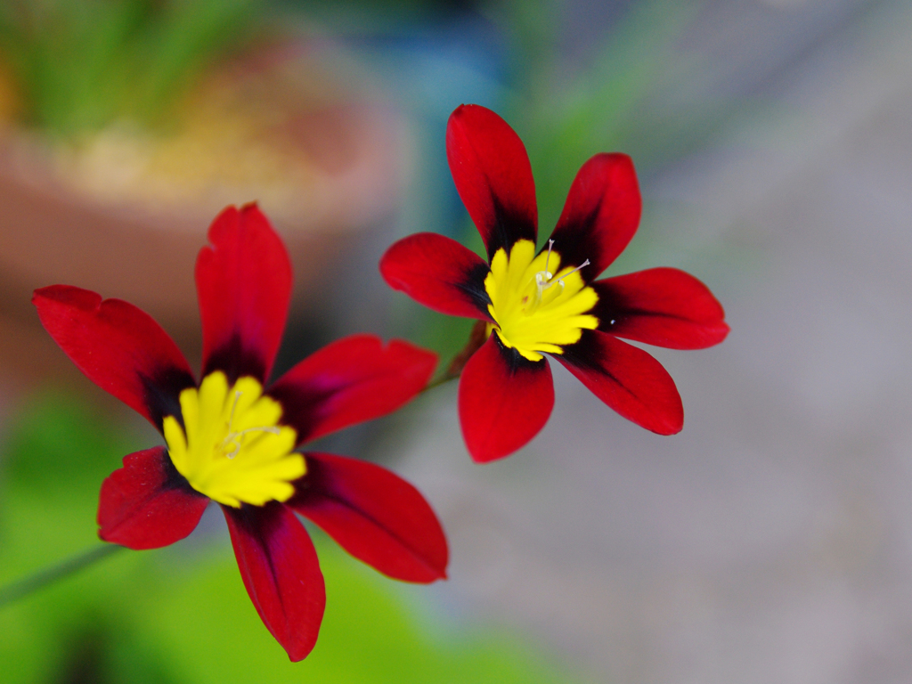 庭の花