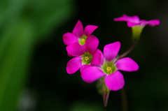 ピンクの花