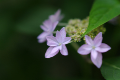 七段花