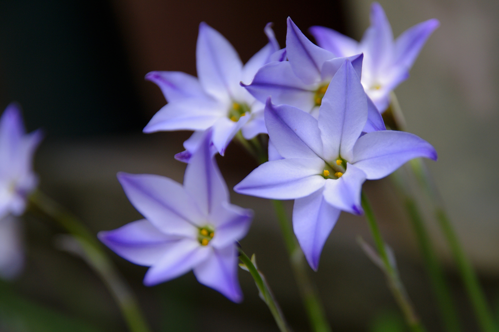 花ニラ