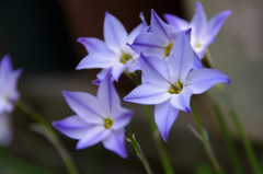 花ニラ