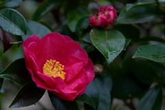 オーソドックスに山茶花など