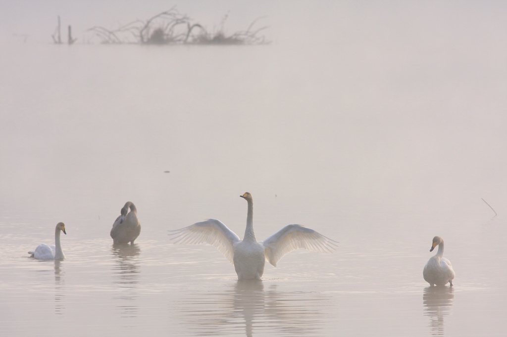 Swan lake