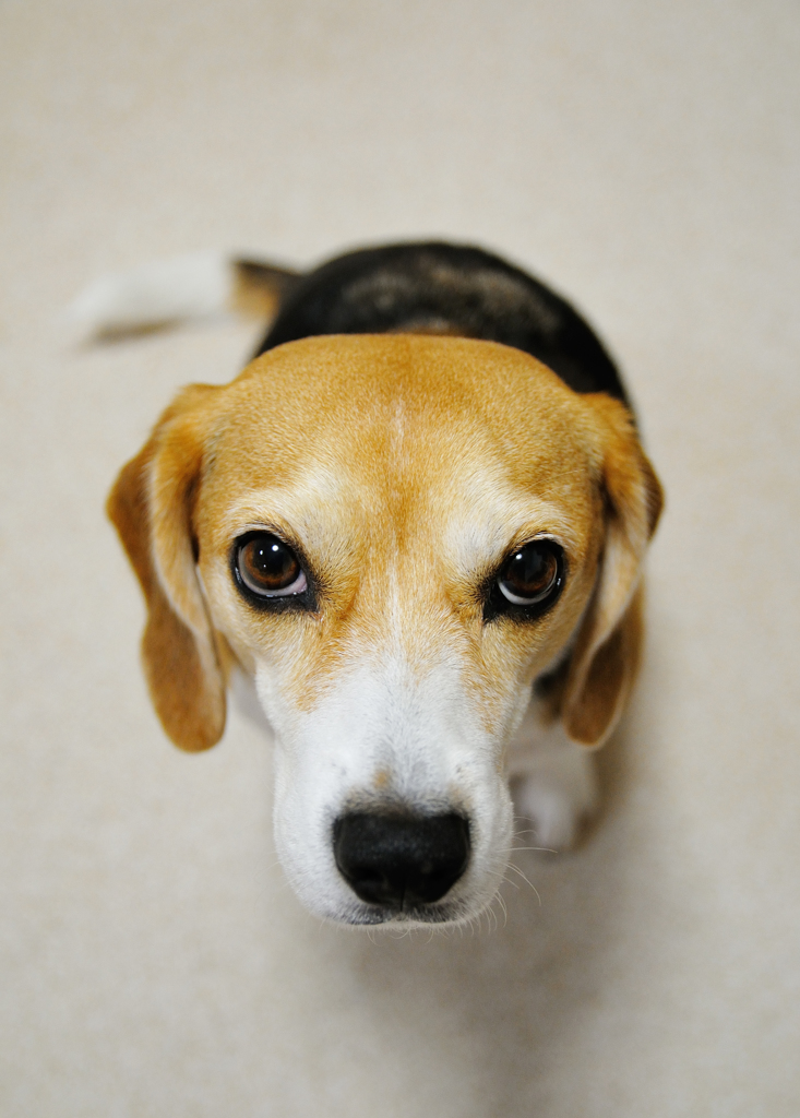 Beagle