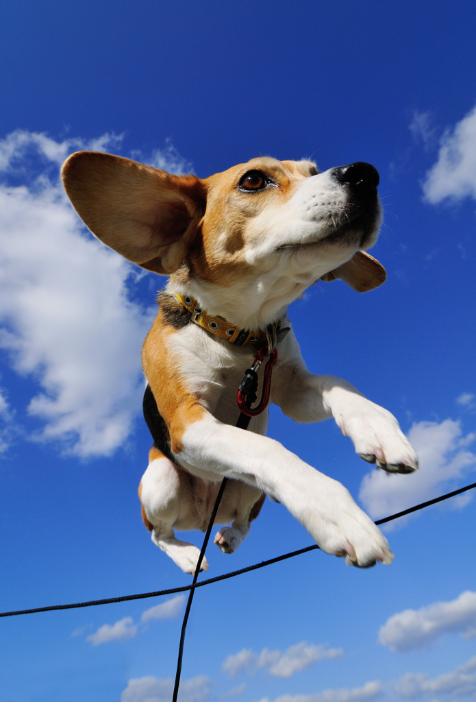 飛行犬