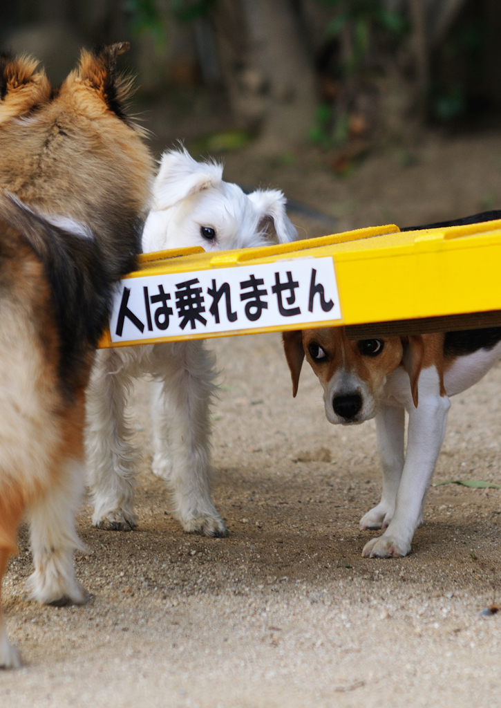 犬の世界