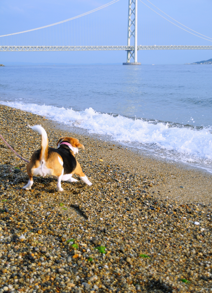 初めての海