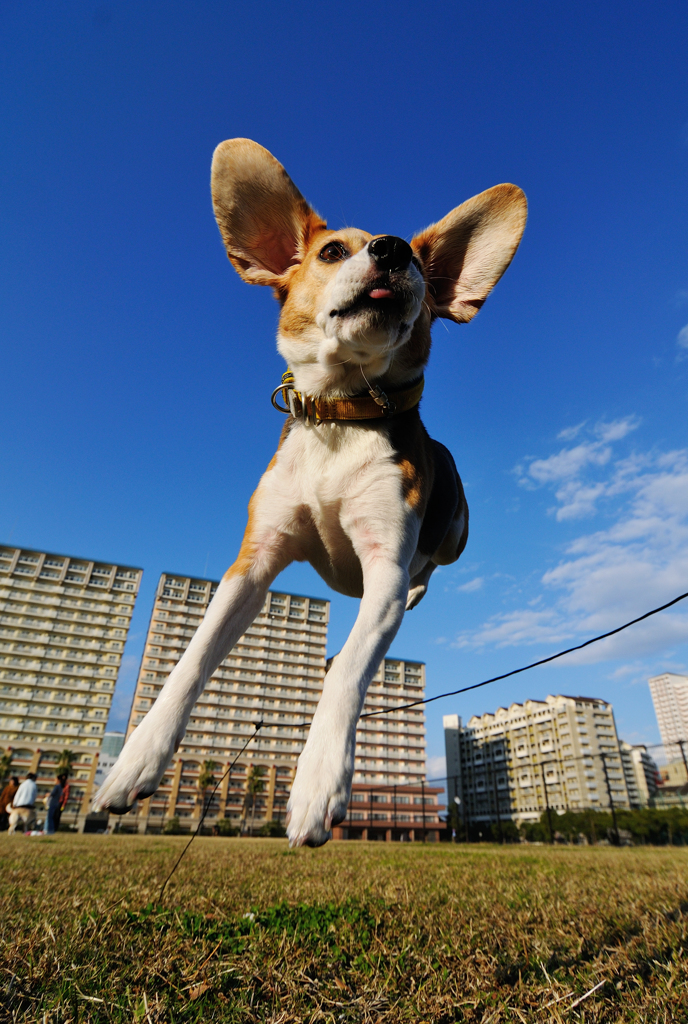 Jumping