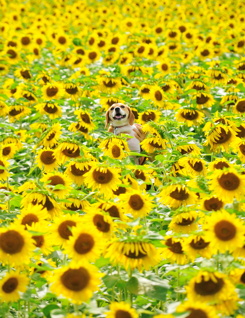ひまわり