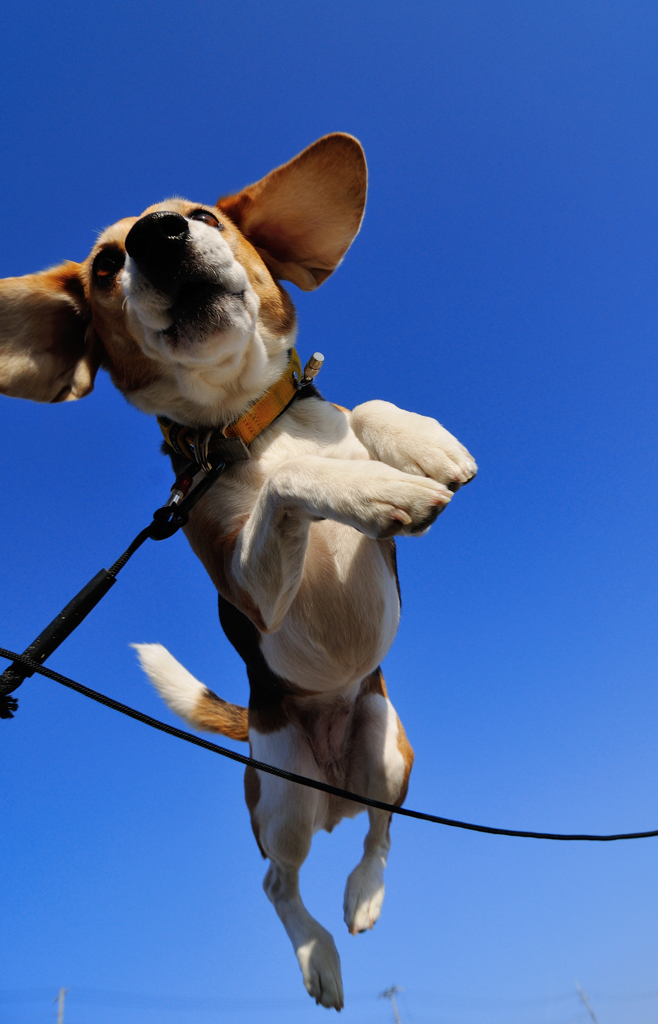 flying