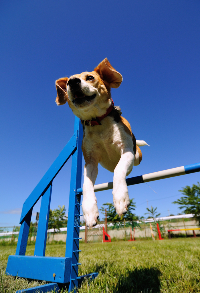 Jump