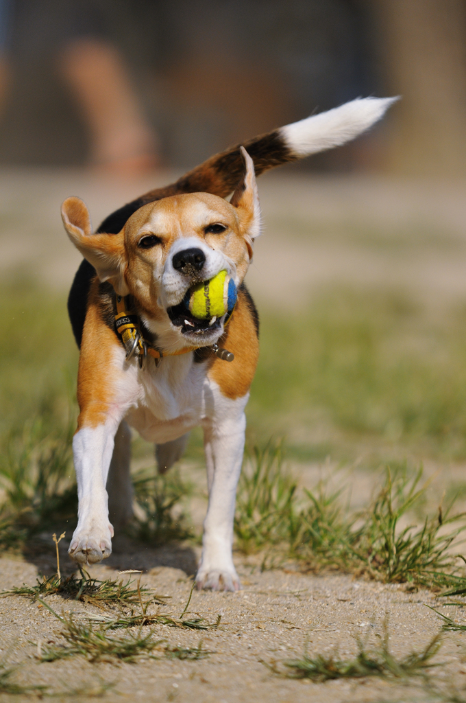 ball