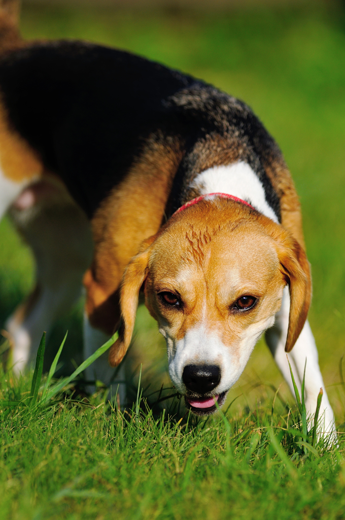 Beagle