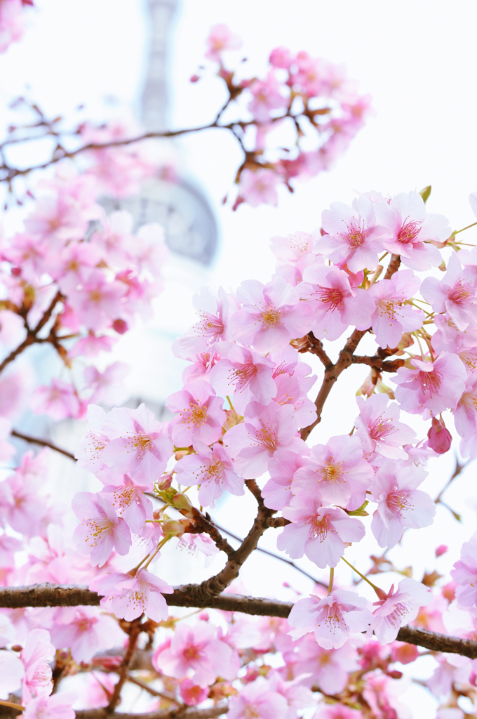 江戸の河津桜