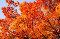 紅葉 in 常寂光寺
