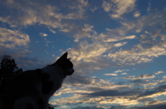 夕空と猫