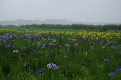 菖蒲園遠景