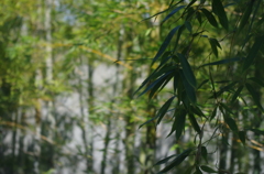 竹林