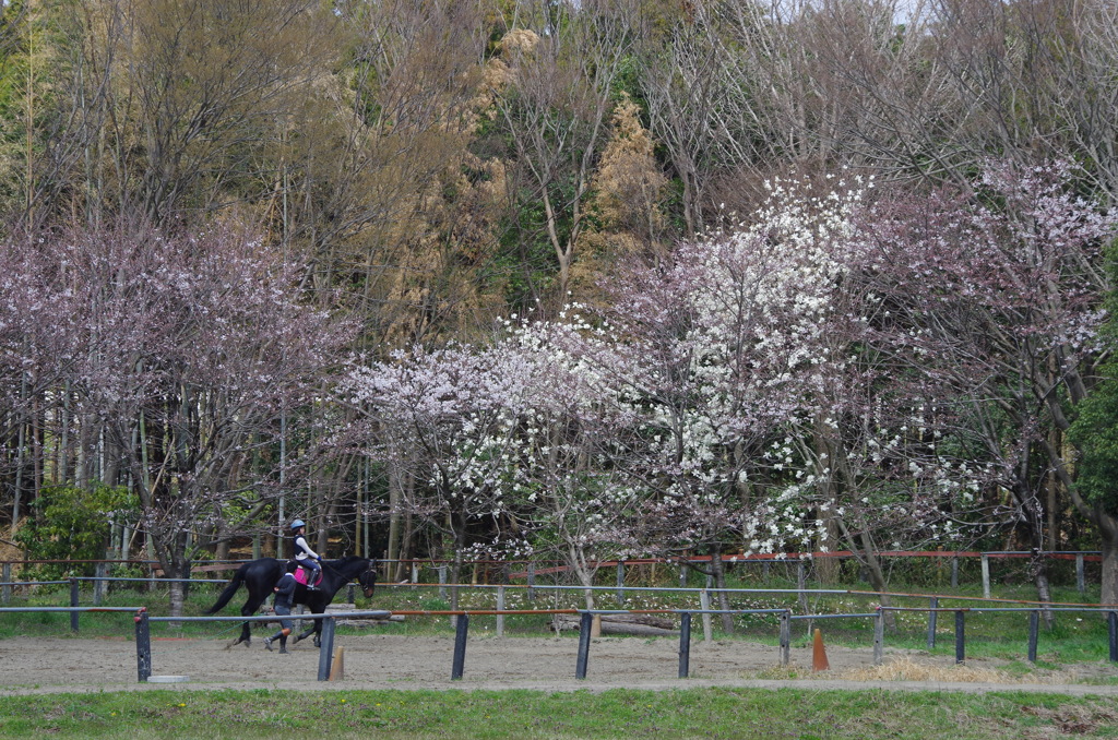 桜の下でレッスン