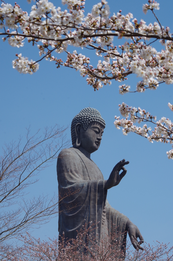 牛久大仏と桜