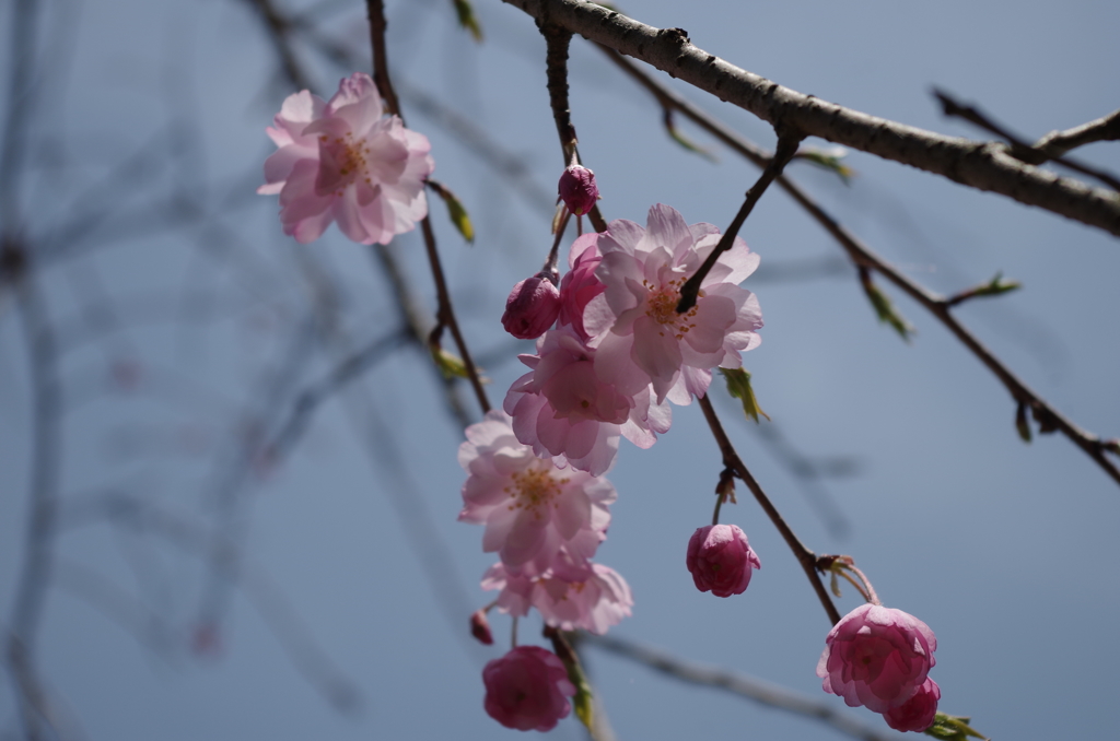枝垂れ桜