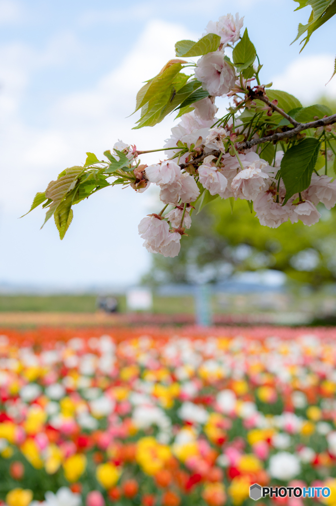 八重桜とチューリップ