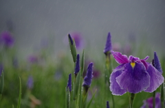 雨の中で