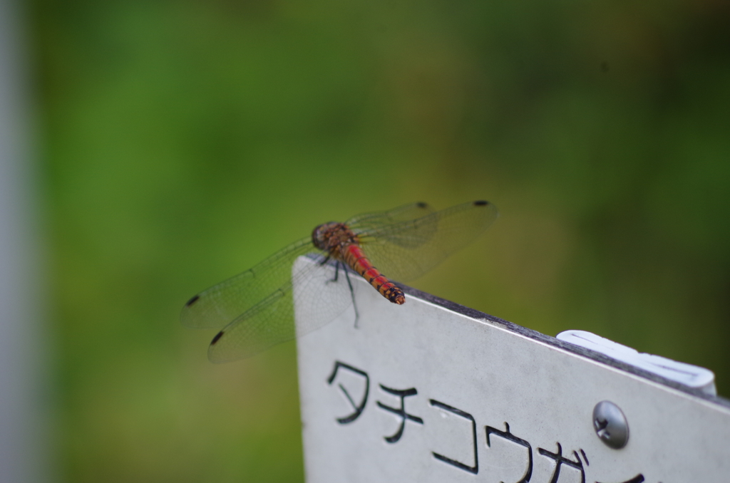 赤とんぼ