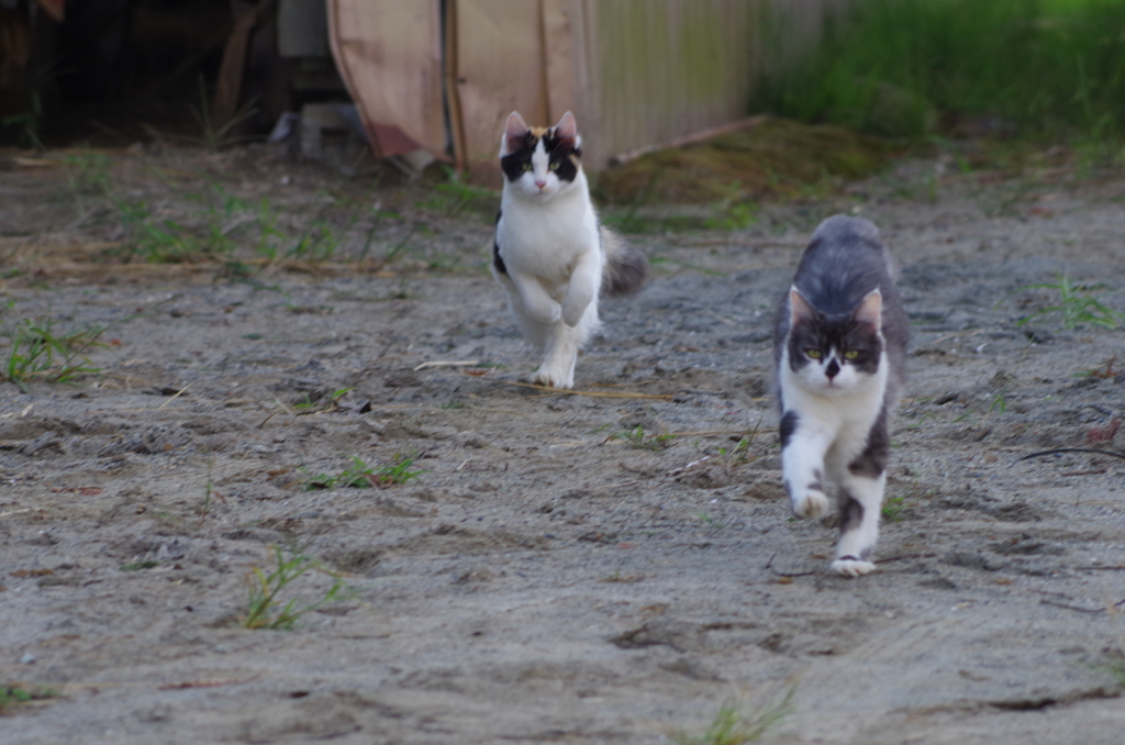 子猫たち