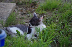 我家の猫