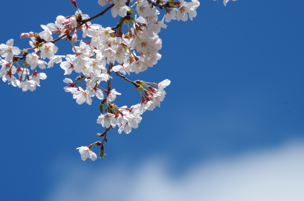 青空と桜