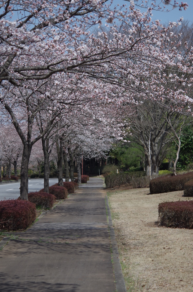 桜並木