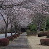 桜並木